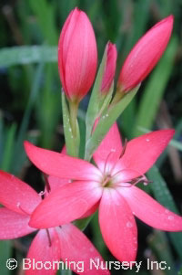 Schizostylis coccinea 'Viscountess Byng'