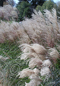 Miscanthus sinensis  'Grosse Fontne' (Big Fountain)