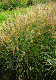 Miscanthus sinensis 'Adagio'