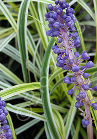 Liriope muscari 'Silvery Sunproof'