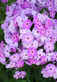 Phlox paniculata 'Blushing Shortwood'