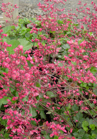 Heuchera hirsutissima 'Canyon Delight'