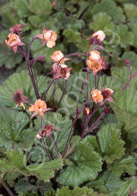 Geum 'Coppertone'