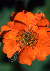 Geum  'Starker's Magnificum'