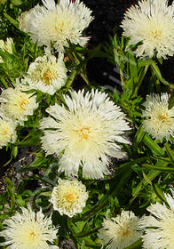 Stokesia laevis 'Mary Gregory'                 