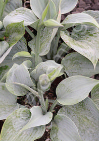 Hosta 'Fragrant Blue'