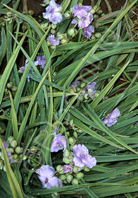 Tradescantia x andersoniana 'Little Doll'