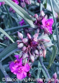 Tradescantia x andersoniana 'Concord Grape'