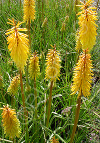 Kniphofia 'Yellow Cheer'