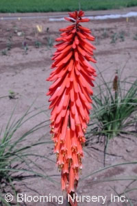 Kniphofia 'Nancy's Red'