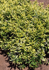 Kalimeris yomena 'Variegata'