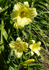 Hemerocallis 'Moon Traveler'