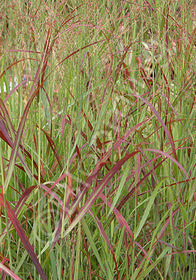 Panicum virgatum 'Haense Herms'