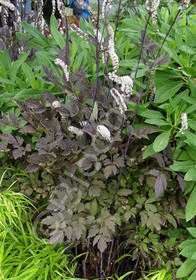 Actaea simplex Black Negligee'