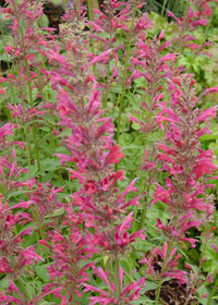 Agastache 'Raspberry Summer'