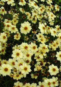 Coreopsis 'Moonlight'