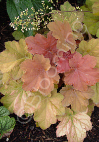 Heuchera villosa 'Southern Comfort'