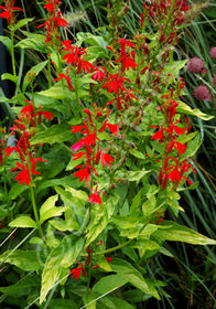 Lobelia cardinalis 'Golden Torch'