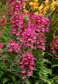 Lobelia 'Monet Moment'