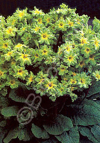 Primula 'Green Lace'