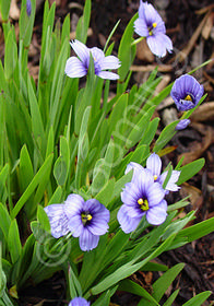 Sisyrinchium 'Devon Skies'