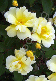 Rosa 'Sunny Knock Out�' ('Radsunny')