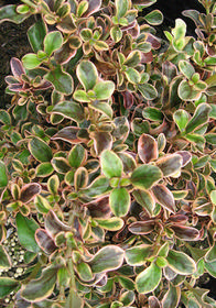 Coprosma repens 'Evening Glow'