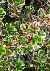 Coprosma repens 'Pink Splendor'