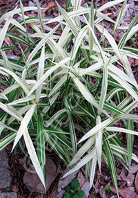 Chasmanthium latifolium 'River Mist'