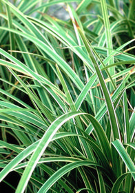 Carex morrowii 'Ice Dance'