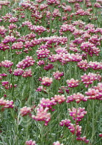 Antennaria dioica 'Rubra'