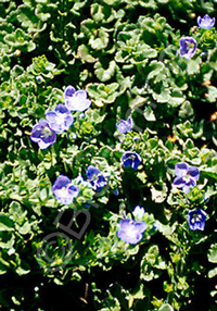 Veronica 'Reavis' ('Crystal River')