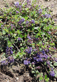 Ceanothus 'Centennial'