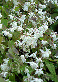 Epimedium x youngianum 'Niveum'