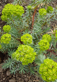 Euphorbia 'Copton Ash'