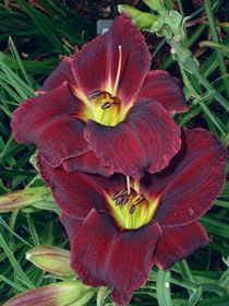 Hemerocallis 'Purple Rain'