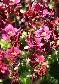 Saxifraga arendsii 'Harder Zwerg'