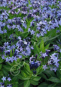 Amsonia 'Blue Ice'