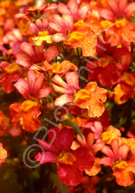 Nemesia strumosa 'Angelart Orange'