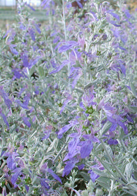 Teucrium fruticans 'Azureum'