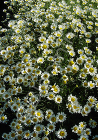 Anthemis tinctoria 'Sauce Hollandaise'