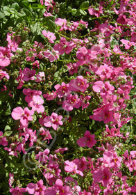 Diascia 'Jacqueline's Joy'