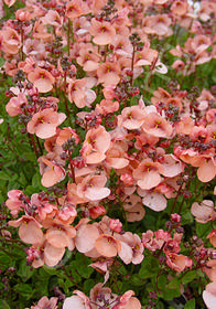 Diascia 'Lucy'