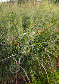 Panicum virgatum 'Cloud Nine'