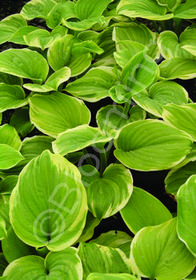 Hosta x 'Fragrant Bouquet'