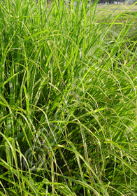 Miscanthus sinensis 'Puenktchen'