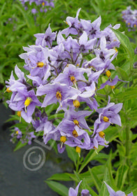 Solanum crispum 'Glasnevin'