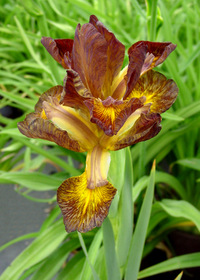 Iris x spuria 'Lavender'