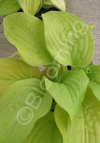 Hosta 'Tortilla Chip'