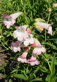 Penstemon 'Thorn'